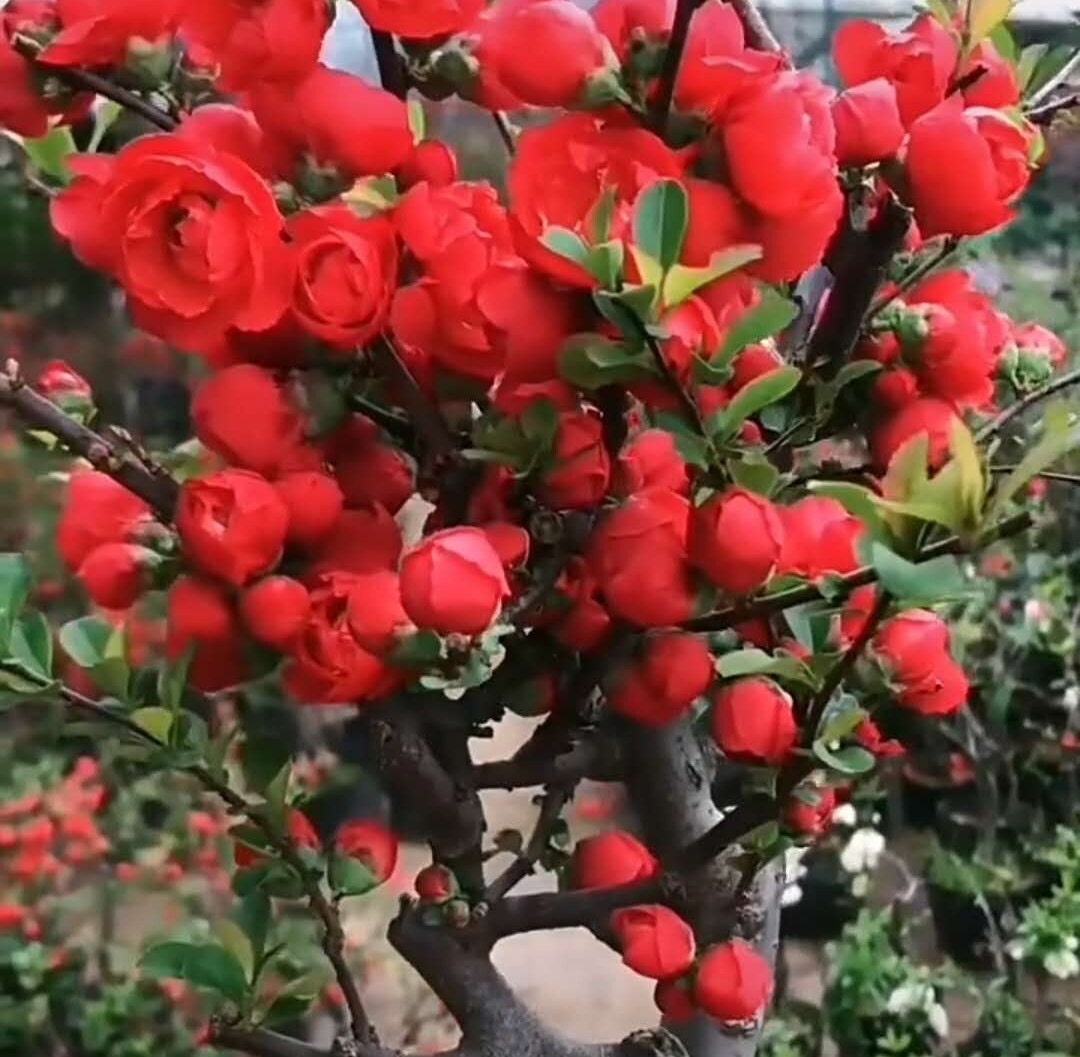 Japanese Four Seasons Longevity Crown Begonia (日本四季长寿冠海棠盆景) Bare Root Living Plant