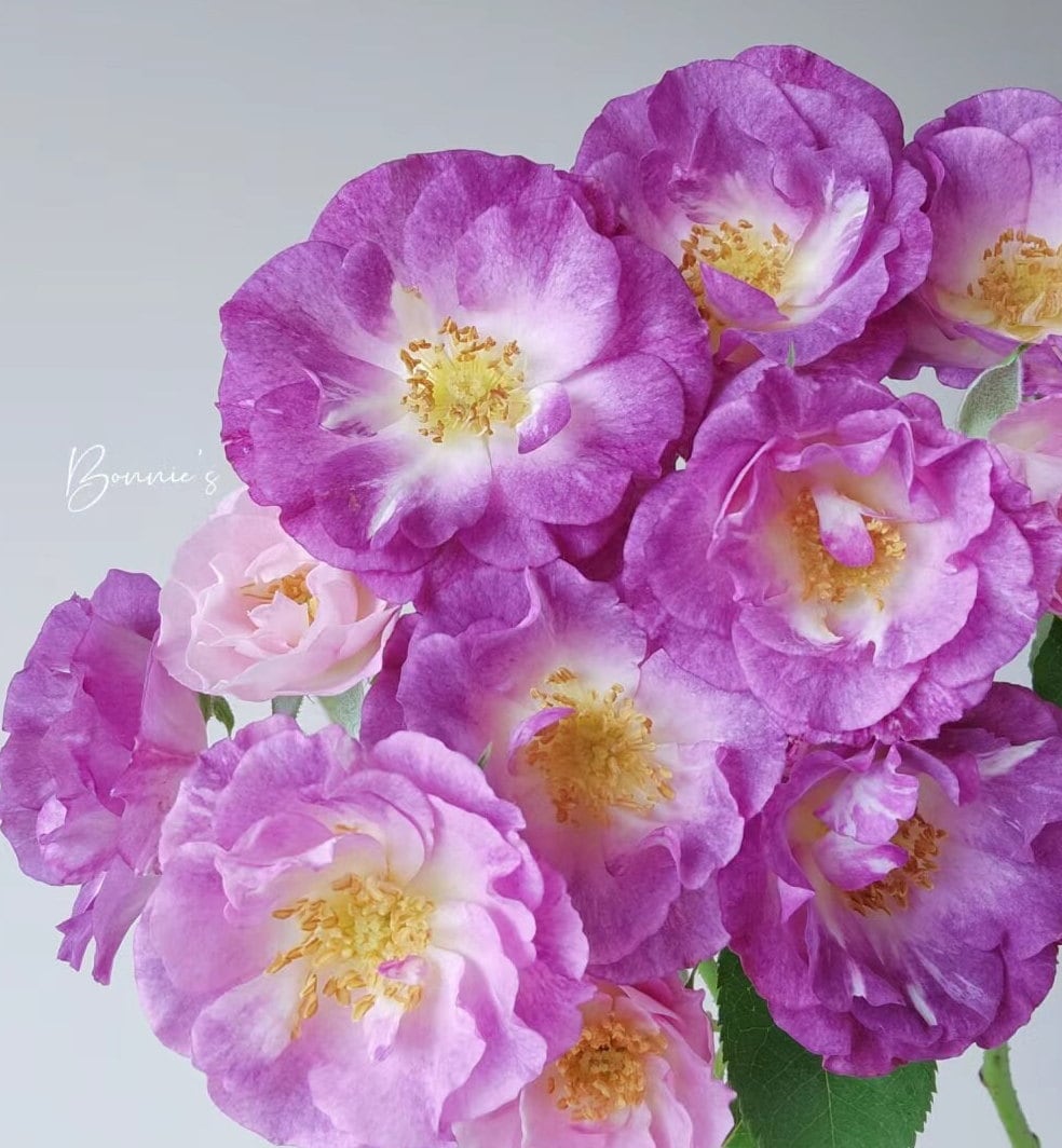 Rose 'Blue For You' (蓝色梦想) fragrance, disease resistance, cut flowers (1Gal+ Live Plant) Shrub Rose .