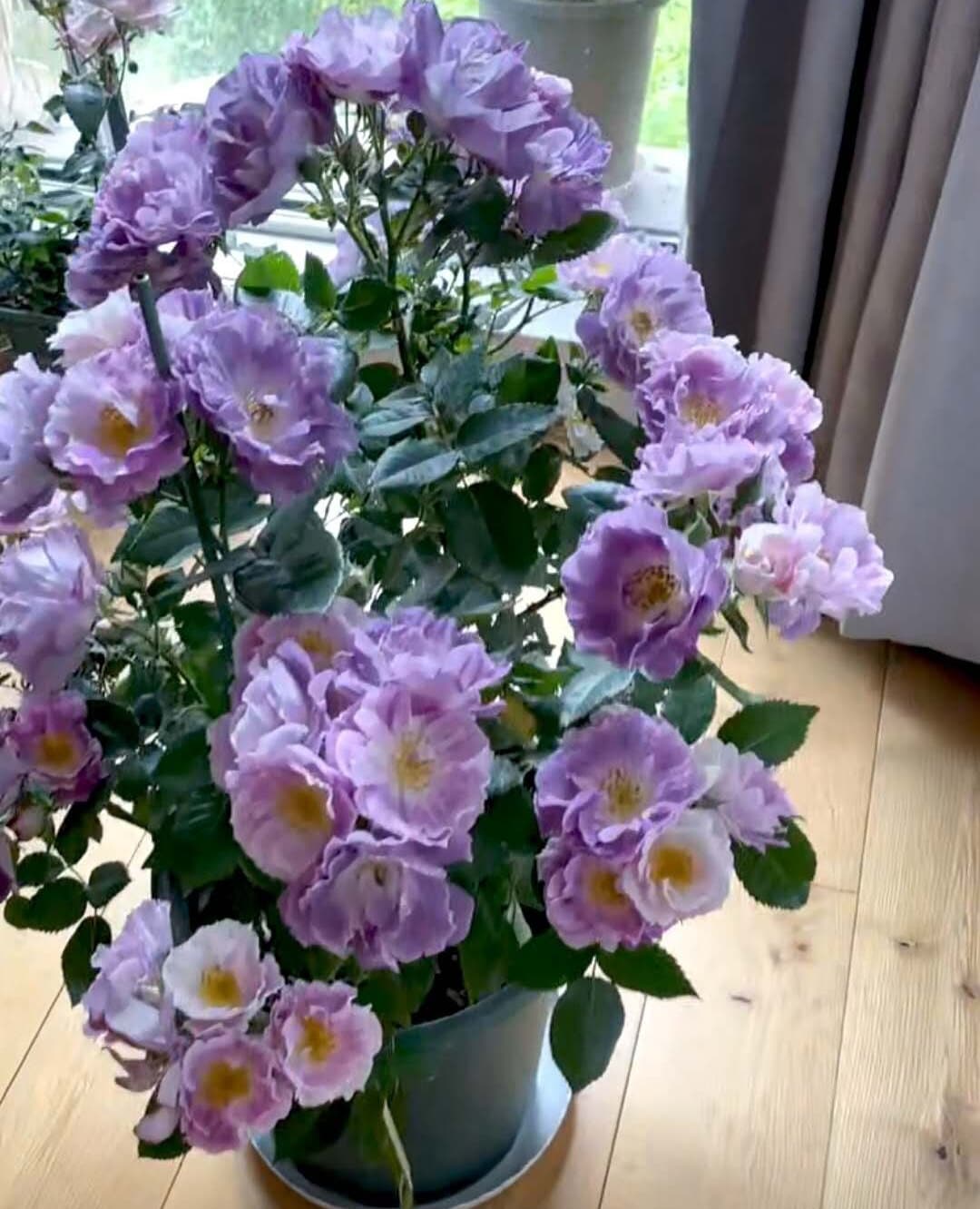 Rose 'Blue For You' (蓝色梦想) fragrance, disease resistance, cut flowers (1Gal+ Live Plant) Shrub Rose .