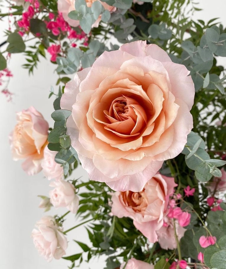 Rose 'Miyabi Cha (茶雅) (1 Gal+ Live Plant) cut rose Shrub Rose