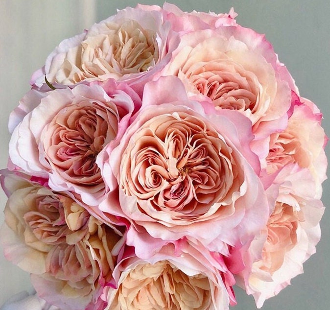 Rose 'Miyabi Cha (茶雅) (1 Gal+ Live Plant) cut rose Shrub Rose