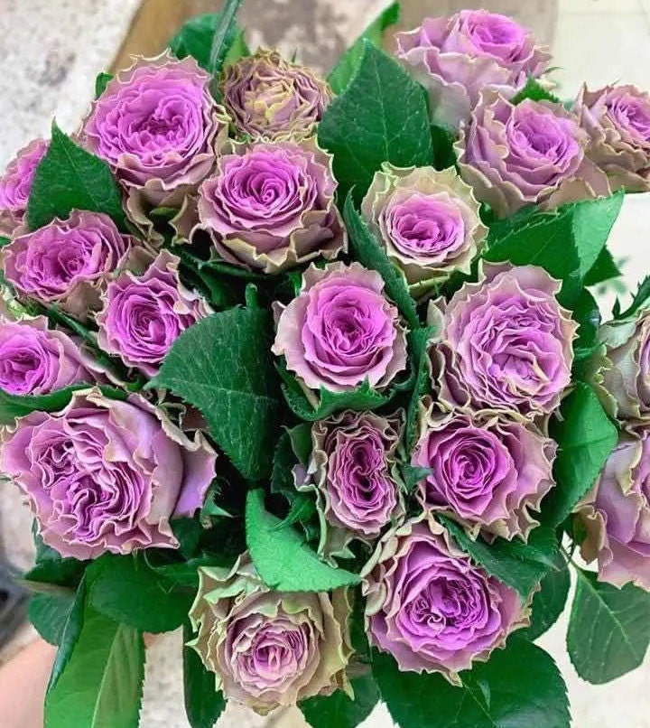 Rose 'Route 42' (42号公路) (1Gal+ Live Plant) Shrub Rose