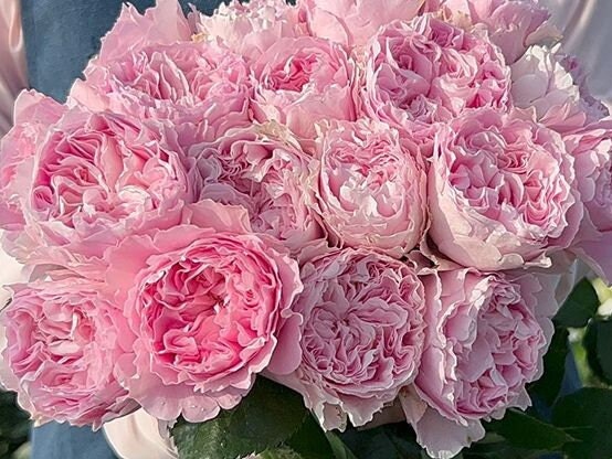 Rose 'Princess Lace'公主蕾丝 (1Gal+ Live Plant) cut rose Shrub Rose