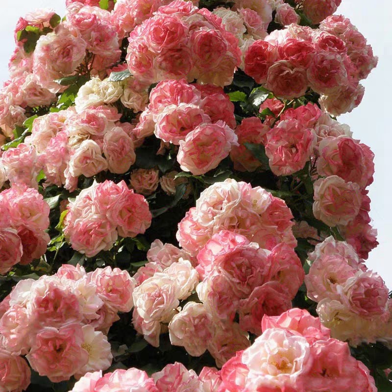 Rose (Sakuragasumic CL)籐本樱霞 (1 Gal Live Plant)