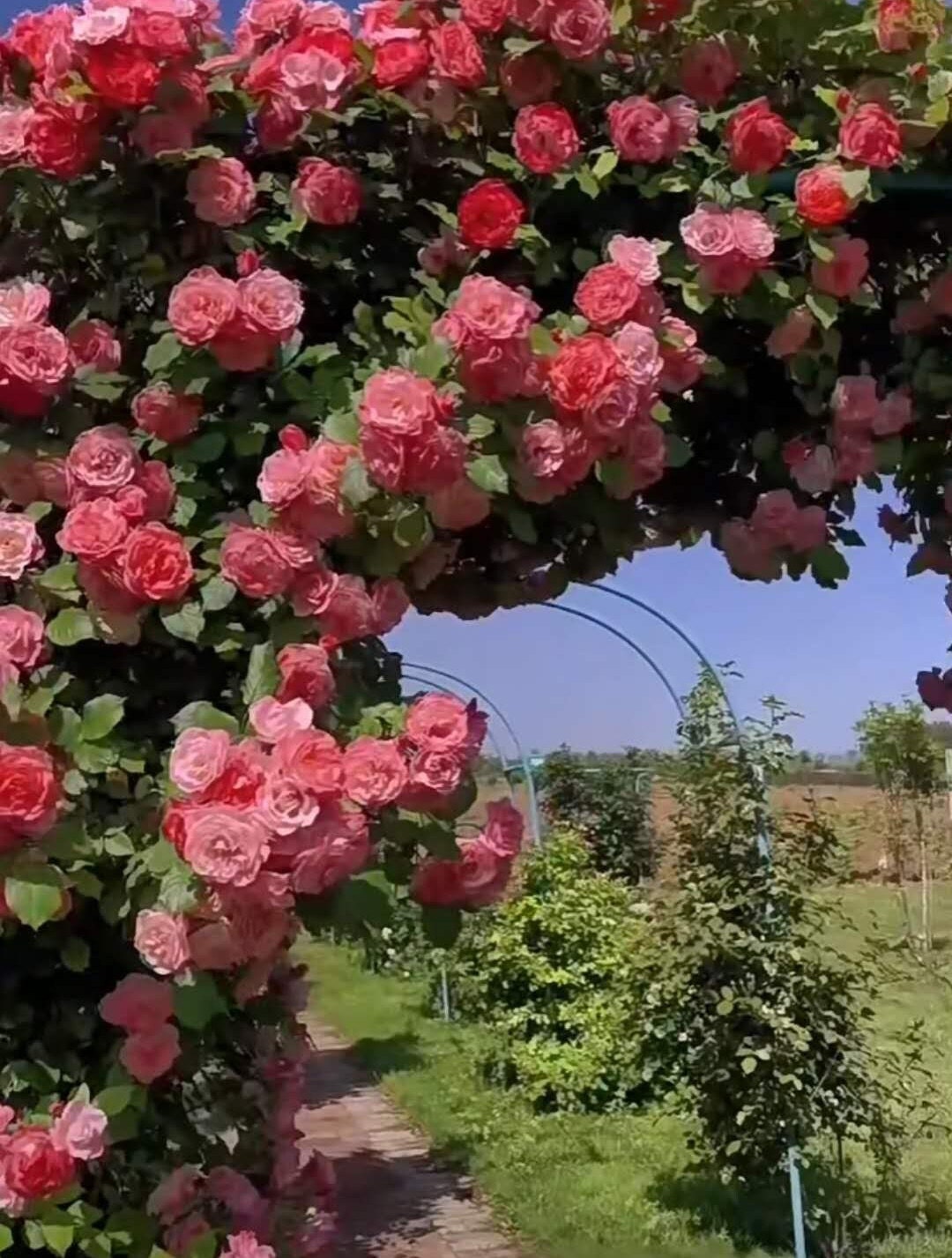 Rose (Sakuragasumic CL)籐本樱霞 (1 Gal Live Plant)