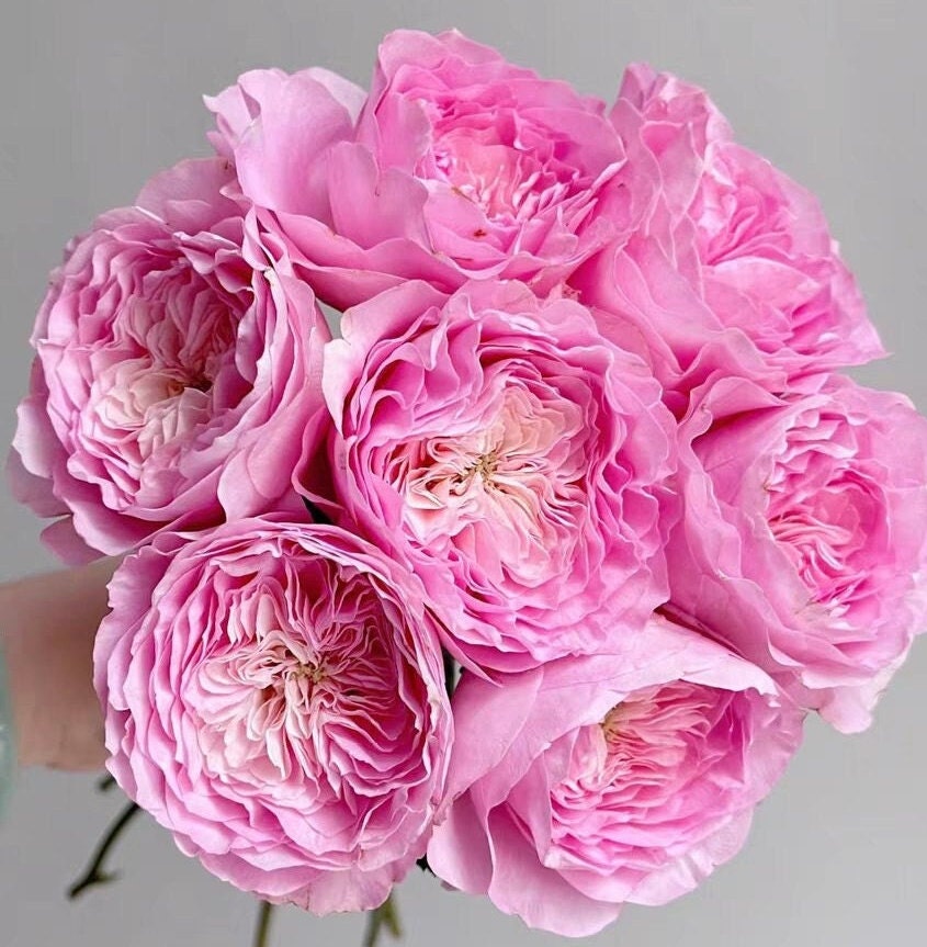 Rose 'Princess Lace'公主蕾丝 (1Gal+ Live Plant) cut rose Shrub Rose