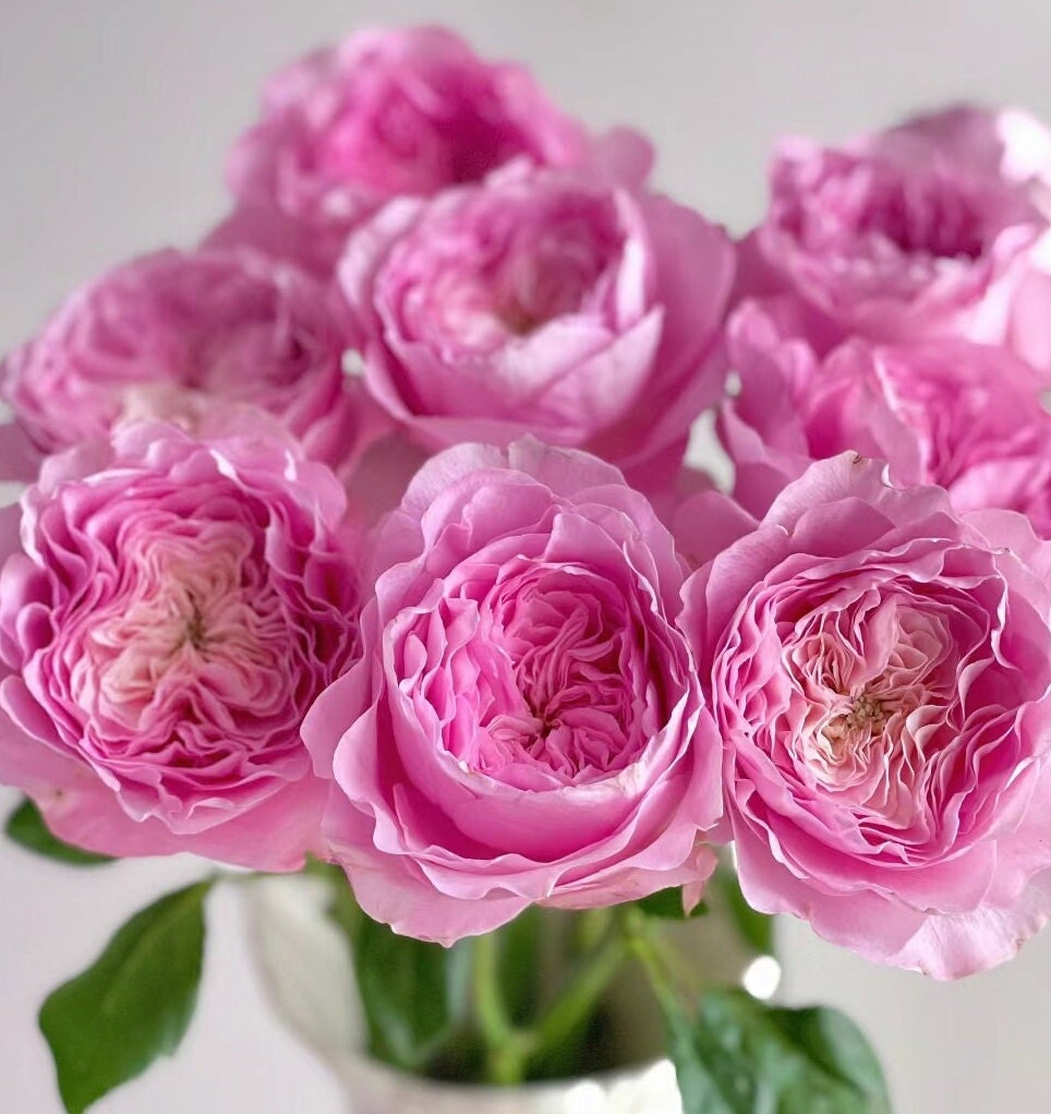 Rose 'Princess Lace'公主蕾丝 (1Gal+ Live Plant) cut rose Shrub Rose