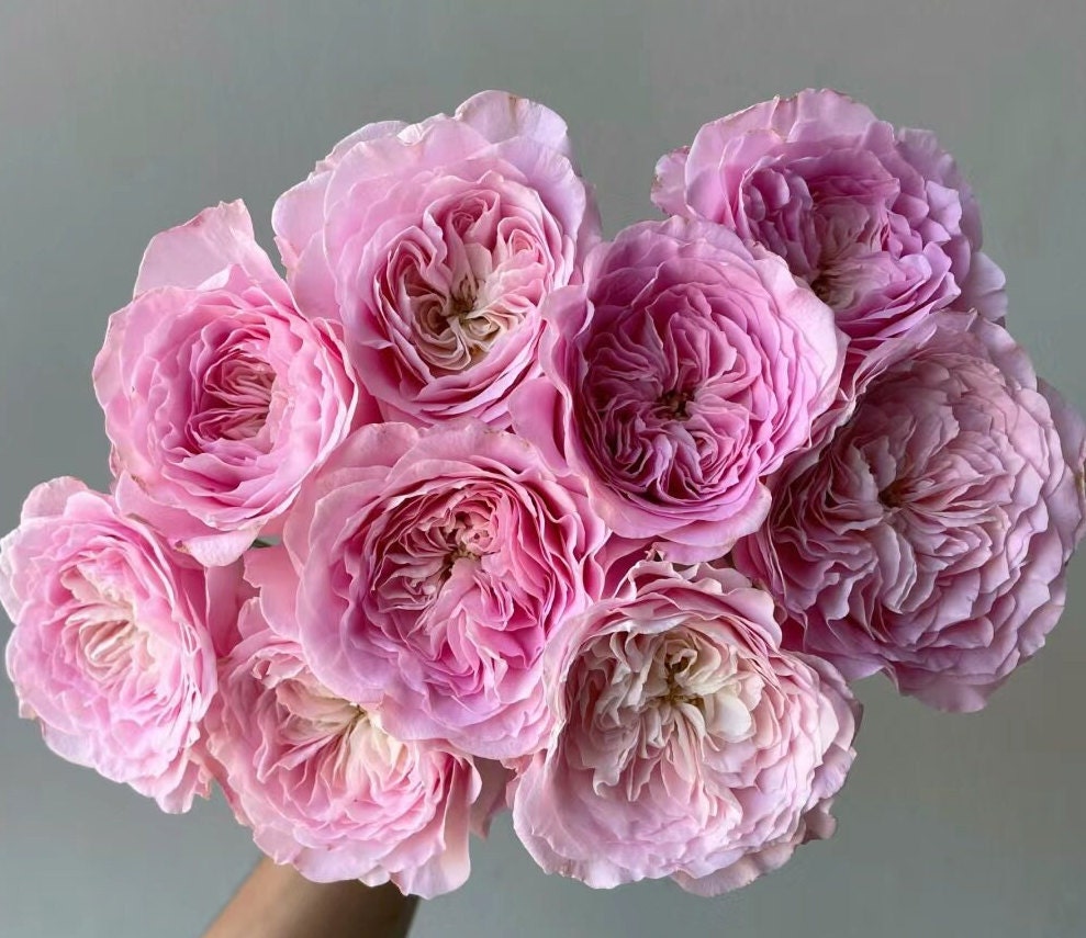 Rose 'Princess Lace'公主蕾丝 (1Gal+ Live Plant) cut rose Shrub Rose