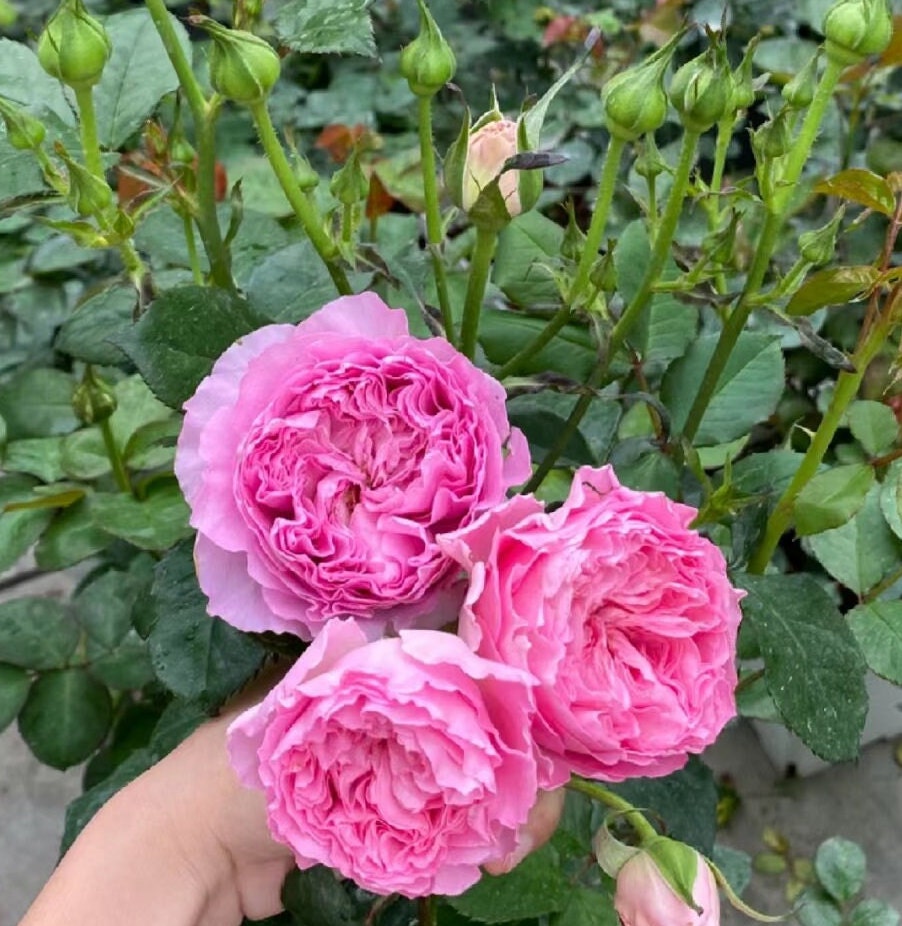Rose 'Princess Lace'公主蕾丝 (1Gal+ Live Plant) cut rose Shrub Rose