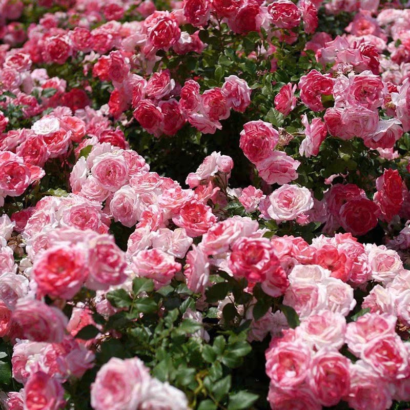 Rose (Sakuragasumic CL)籐本樱霞 (1 Gal Live Plant)
