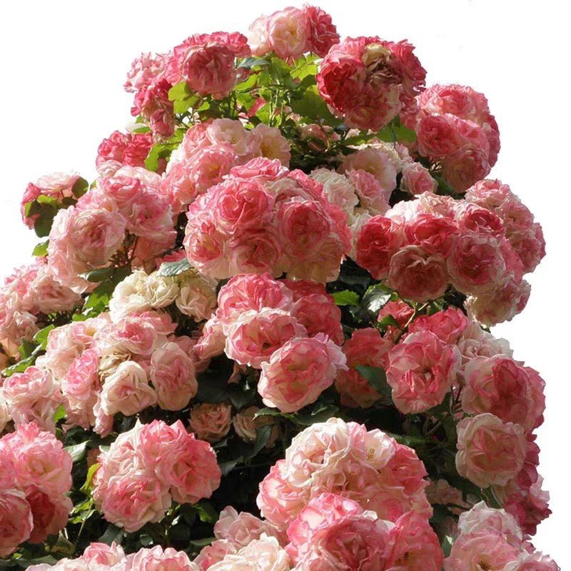 Rose (Sakuragasumic CL)籐本樱霞 (1 Gal Live Plant)