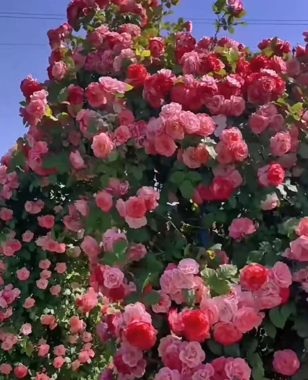 Rose (Sakuragasumic CL)籐本樱霞 (1 Gal Live Plant)