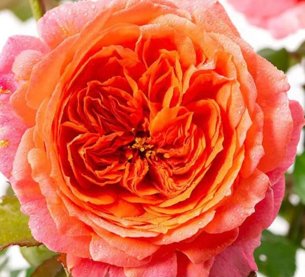 Rose 'Amour de Molène' (莫莱纳之爱) fragrance, disease resistance, cut flowers (1Gal+ Live Plant) Shrub Rose .