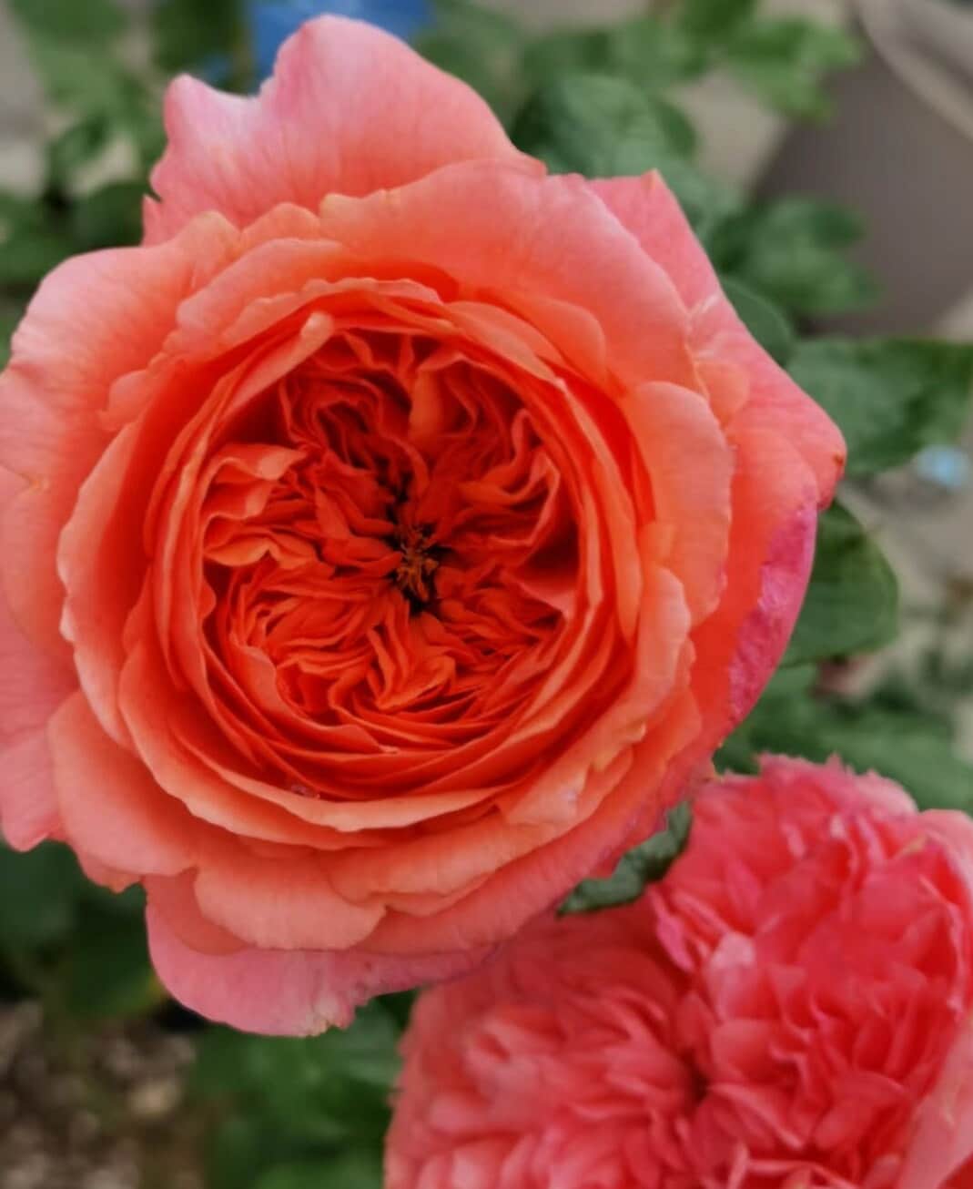Rose 'Amour de Molène' (莫莱纳之爱) fragrance, disease resistance, cut flowers (1Gal+ Live Plant) Shrub Rose .