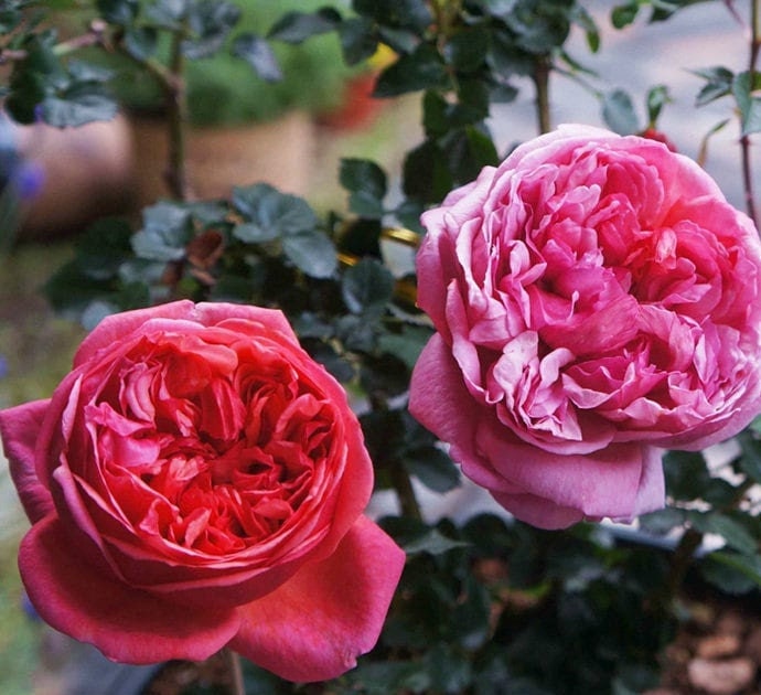 Rose 'Paul Klee' 保罗克利 (1 Gal+ Live Plant) Shrub Rose