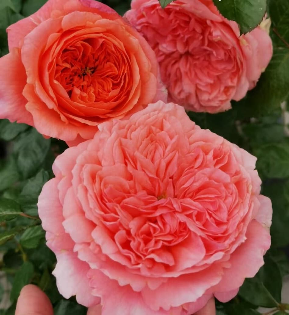 Rose 'Amour de Molène' (莫莱纳之爱) fragrance, disease resistance, cut flowers (1Gal+ Live Plant) Shrub Rose .