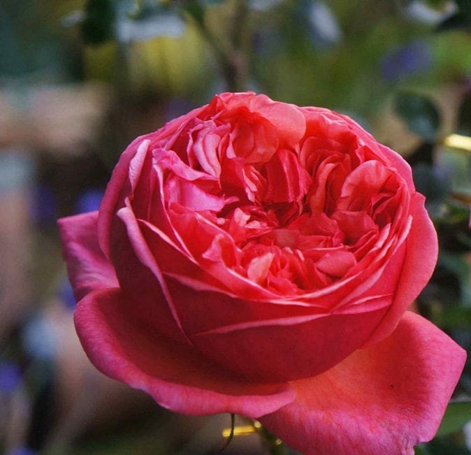 Rose 'Paul Klee' 保罗克利 (1 Gal+ Live Plant) Shrub Rose