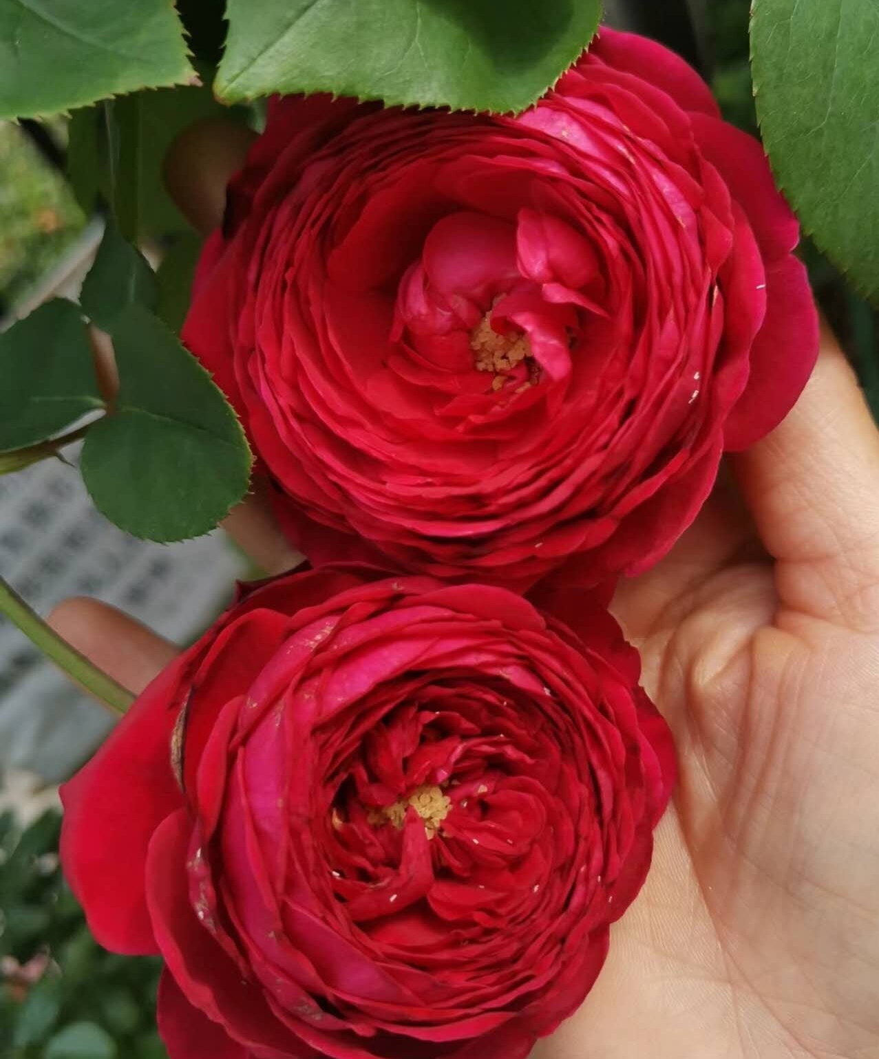 Rose 'Fragrance Red' (红色芬香) fragrance, disease resistance, cut flowers (1Gal+ Live Plant) Shrub Rose .