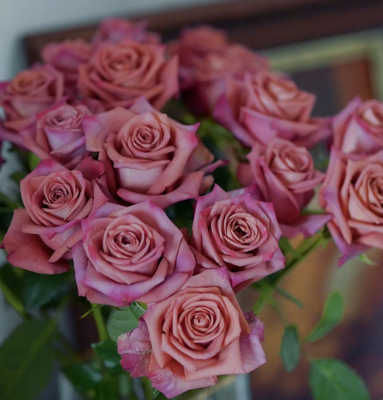 Rose 'Barista' (咖啡师) (1Gal+ Live Plant) Shrub Rose