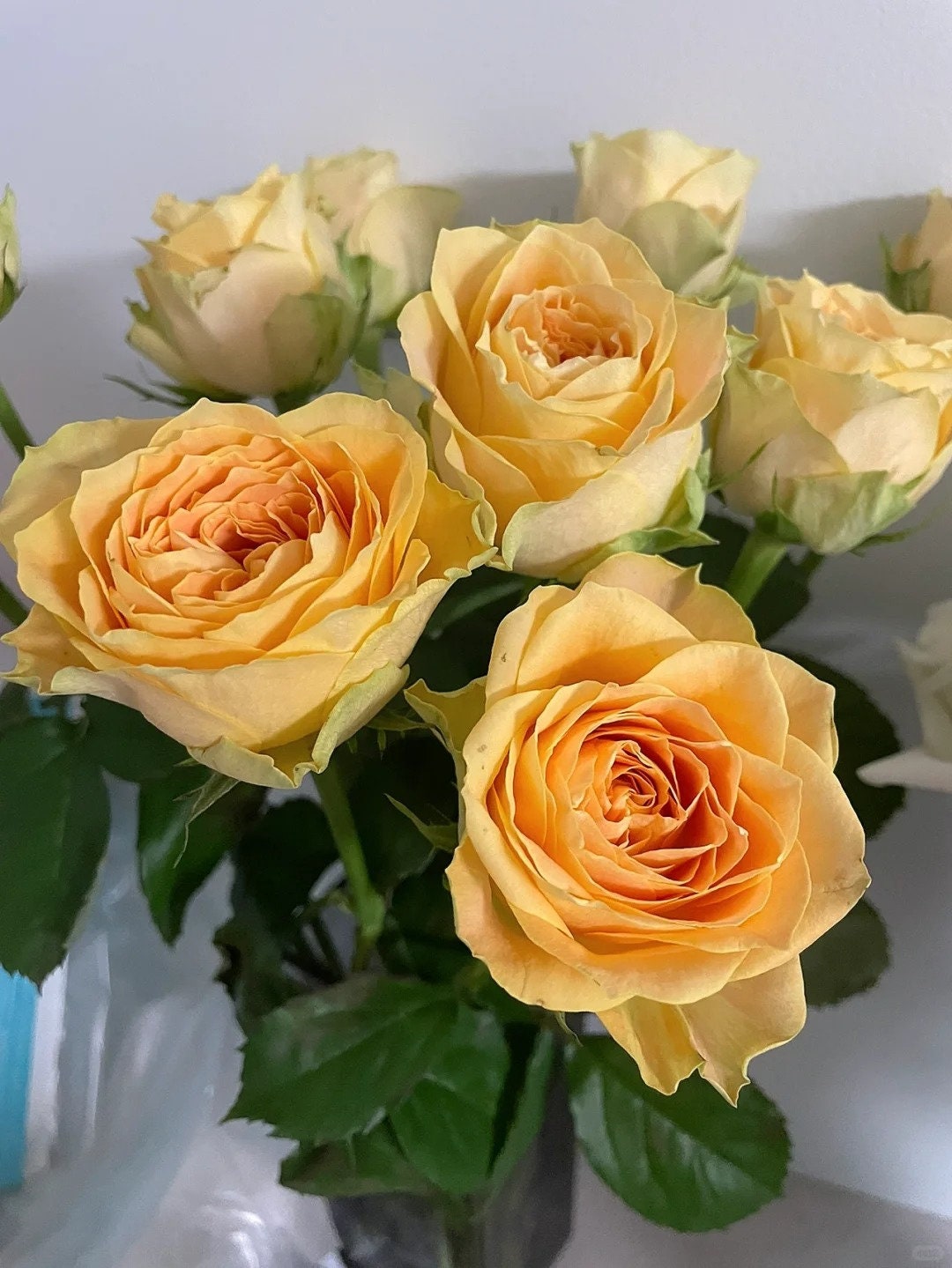 Rose 'Turtle' (苏塔菲) Rose