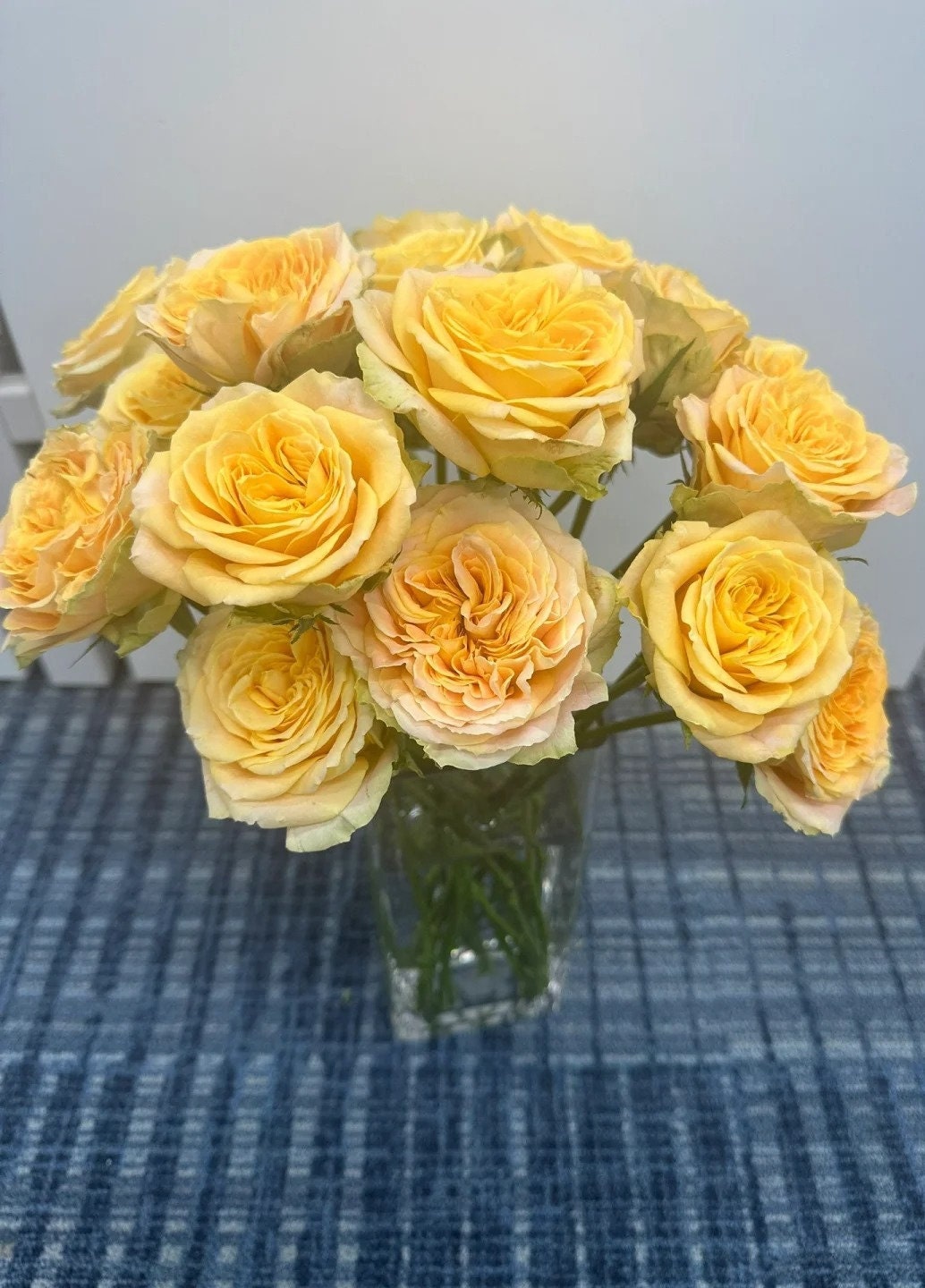 Rose 'Turtle' (苏塔菲) Rose