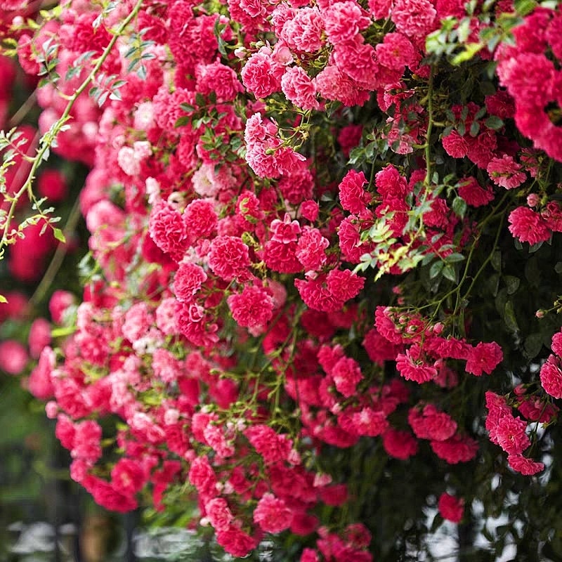 Chinese Rosa Begonia 海棠蔷薇 (Repeat Flowering) (2 Gal+ Live Plant)