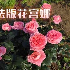 Rose 'Fragonard' (法版花宫娜) fragrance, disease resistance, cut flowers (1Gal+ Live Plant) Shrub Rose .