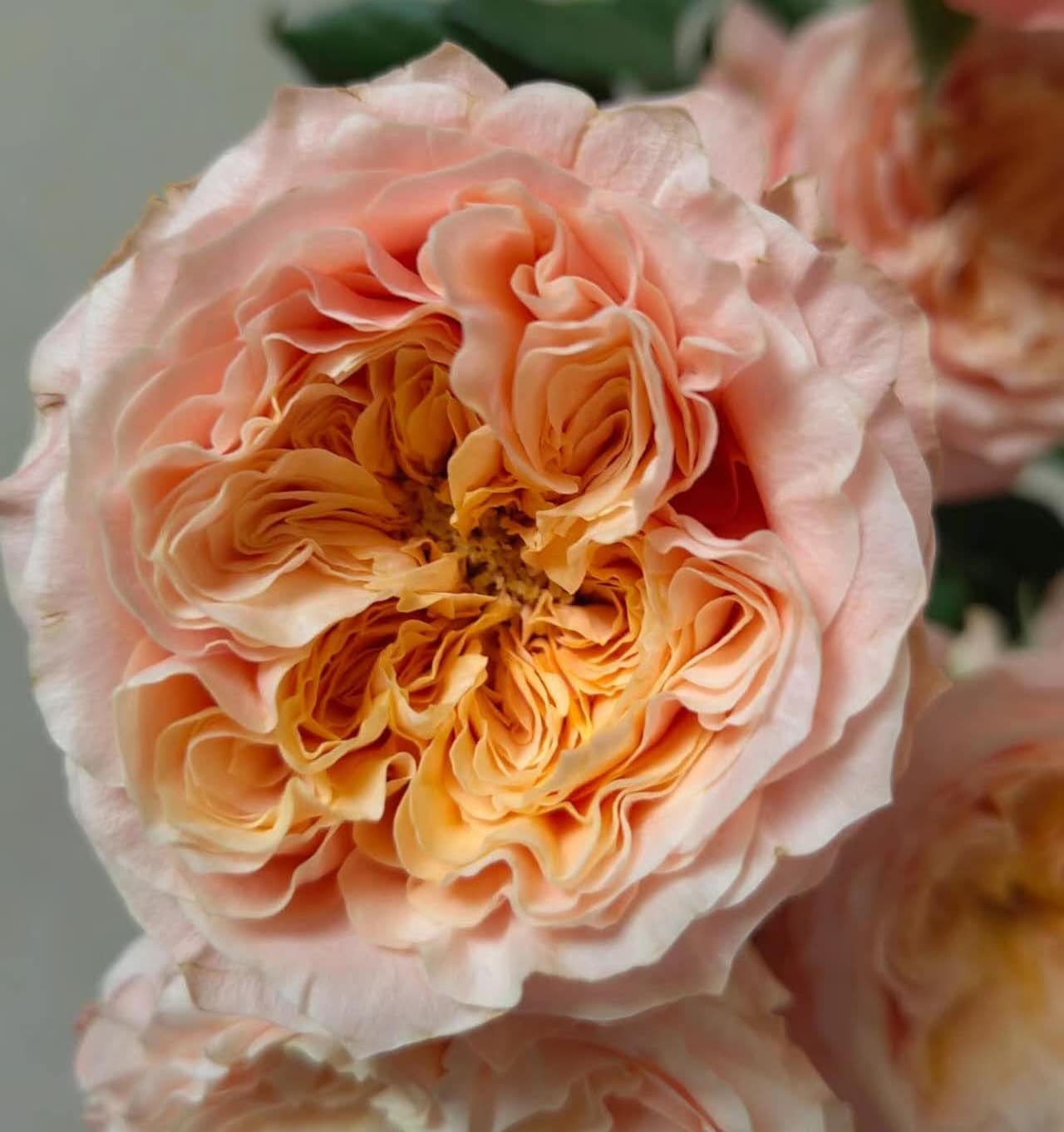 Rose 'Imagine' (想象) (1 Gal+ Live Plant) Shrub Rose