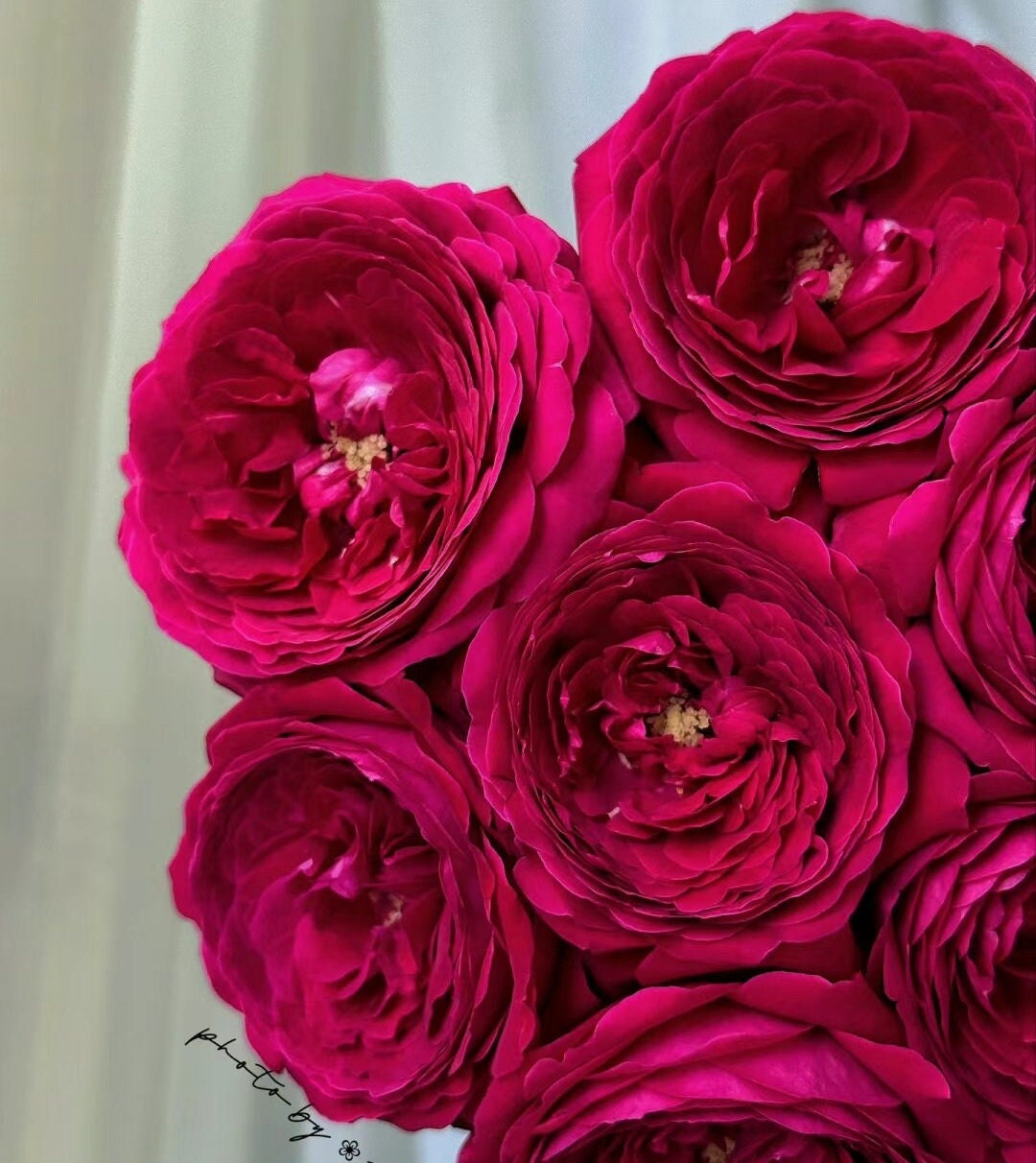 Rose 'Fragrance Red' (红色芬香) fragrance, disease resistance, cut flowers (1Gal+ Live Plant) Shrub Rose .