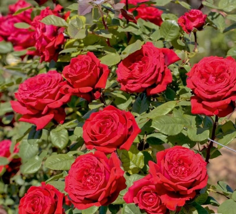 Rose 'Fragrance Red' (红色芬香) fragrance, disease resistance, cut flowers (1Gal+ Live Plant) Shrub Rose .