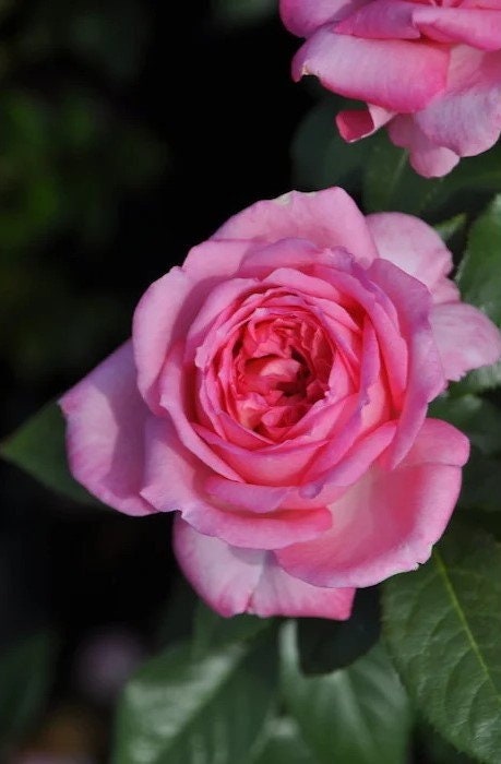 Rose Molinard (莫利纳尔) (Repeat Flowering) Rose