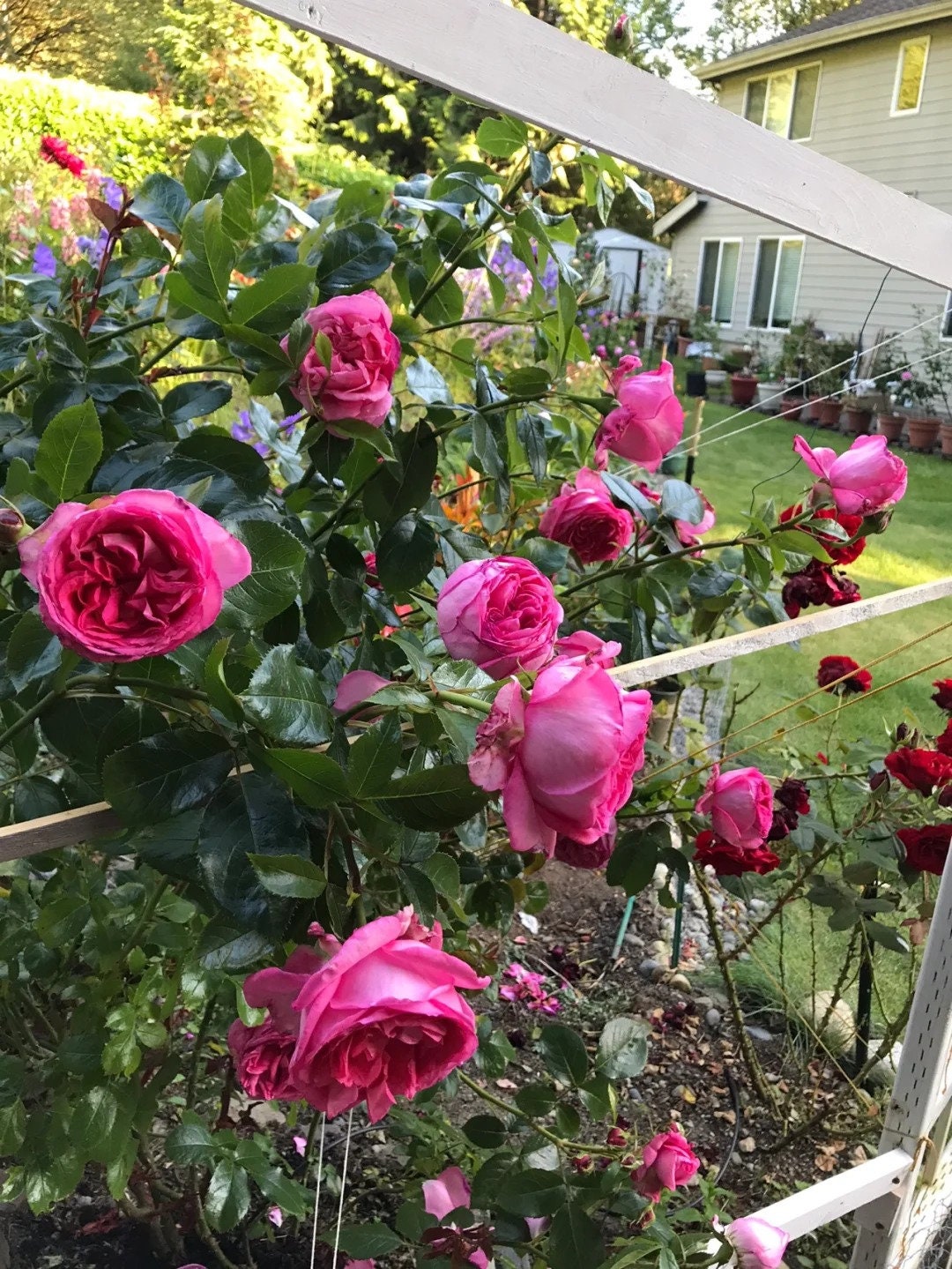 Rose Molinard (莫利纳尔) (Repeat Flowering) Rose