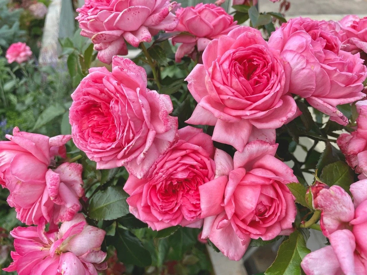 Rose Molinard (莫利纳尔) (Repeat Flowering) Rose