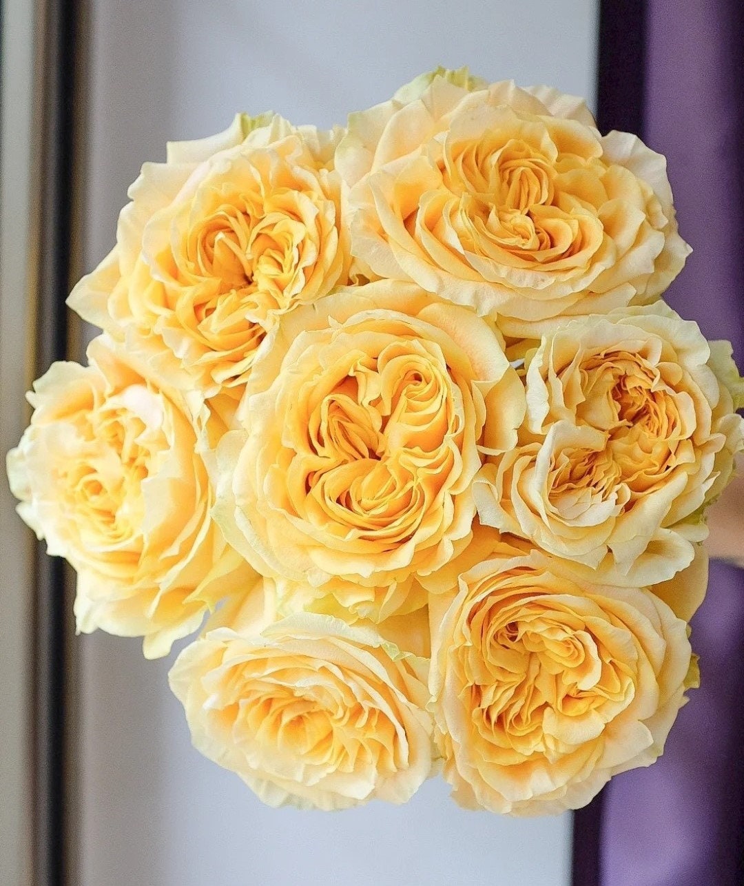 Rose 'Turtle' (苏塔菲) Rose