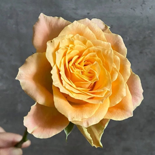Rose 'Turtle' (苏塔菲) Rose