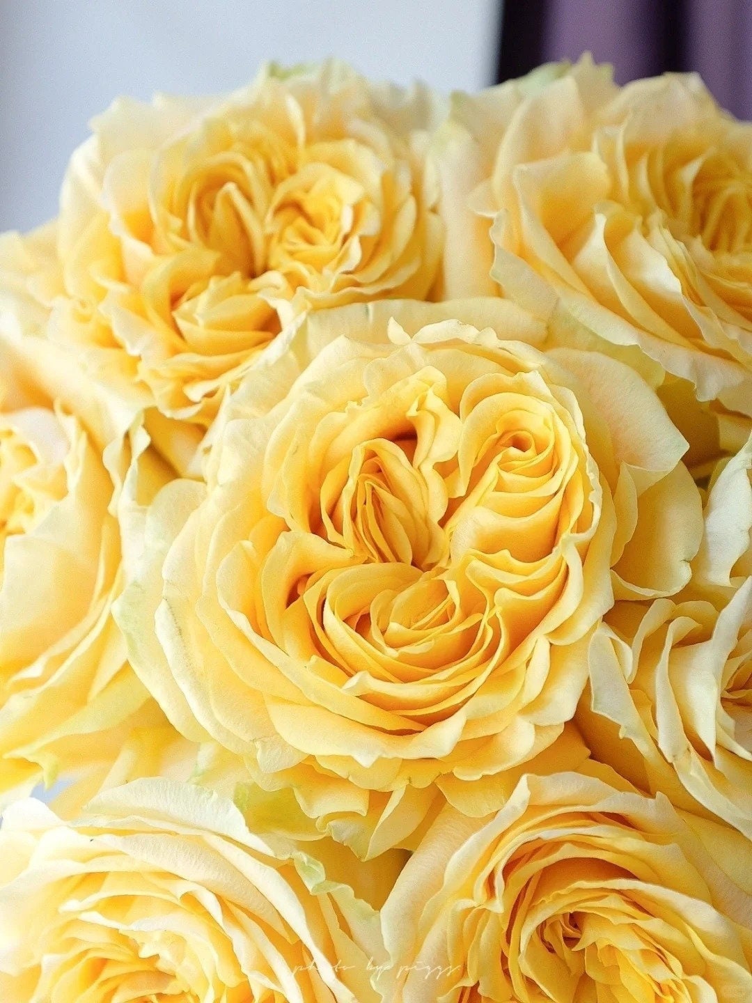 Rose 'Turtle' (苏塔菲) Rose