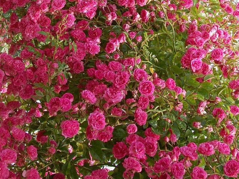 Chinese Rosa Begonia 海棠蔷薇 (Repeat Flowering) (2 Gal+ Live Plant)