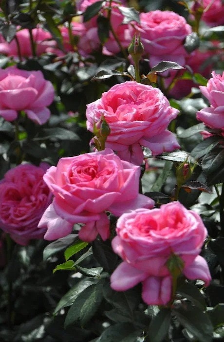 Rose Molinard (莫利纳尔) (Repeat Flowering) Rose