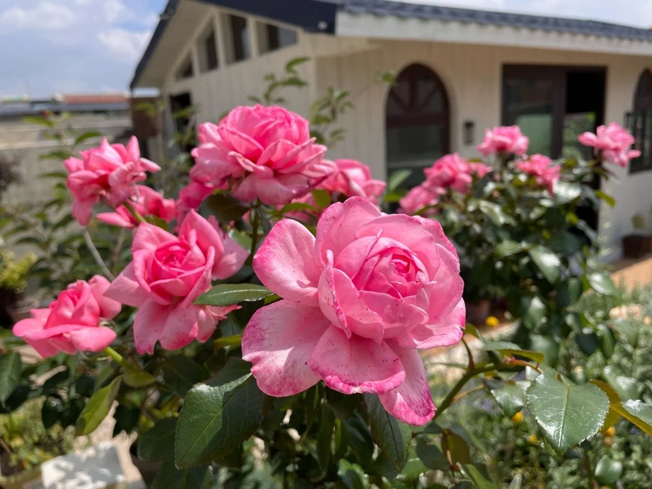 Rose Molinard (莫利纳尔) (Repeat Flowering) Rose