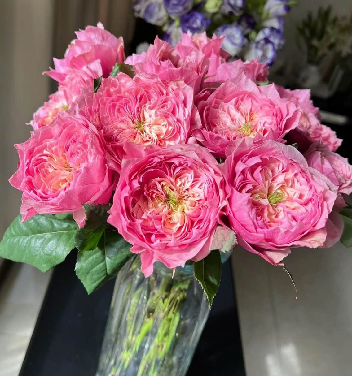 Rose "Regent's Park" (摄政公园) (1 Gal Live Plant) Shrub Rose
