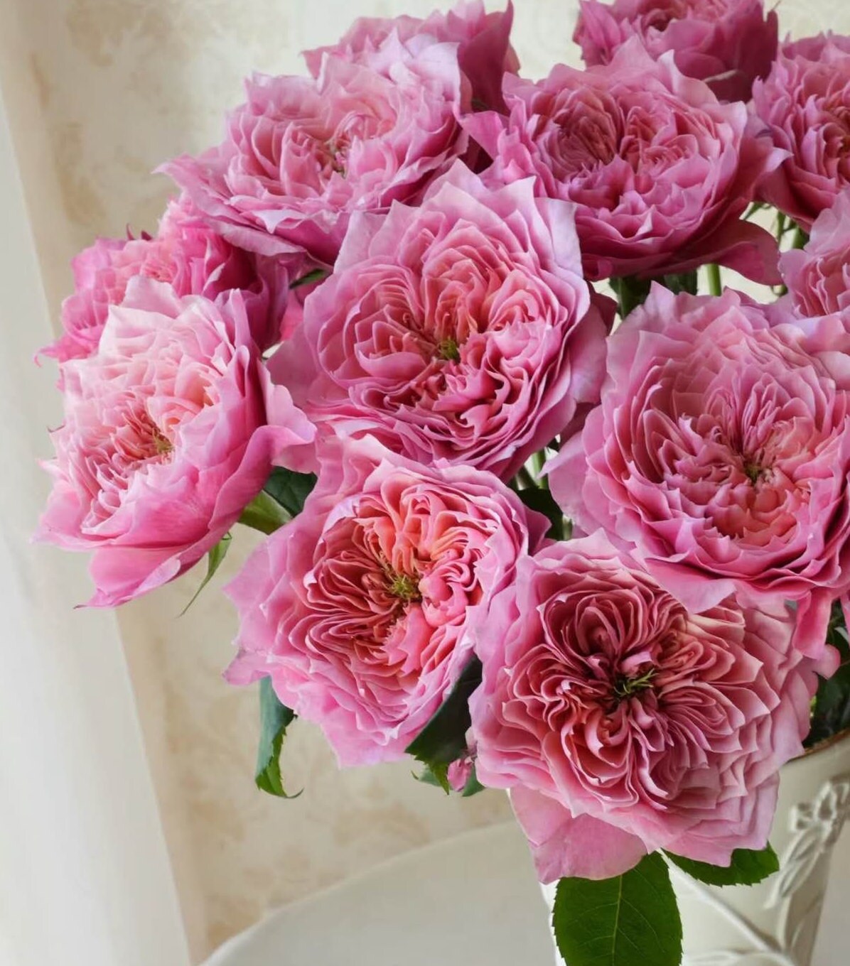 Rose "Regent's Park" (摄政公园) (1 Gal Live Plant) Shrub Rose