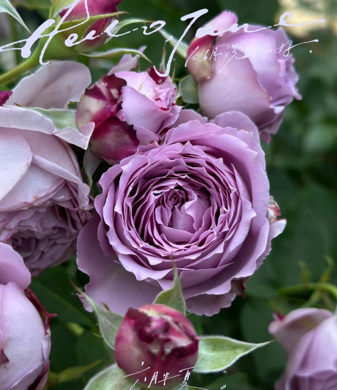 Rose 'Lansiqiu' (蓝丝球) super fragant(1 Gal+ Live Plant) Shrub Rose