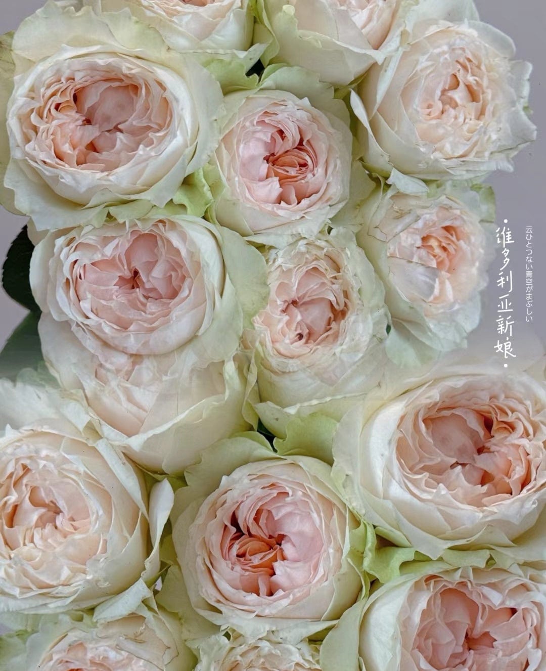 rose 'Victoria Bride' (维多利亚新娘) (1Gal+ Live Plant) Shrub Rose cut rose