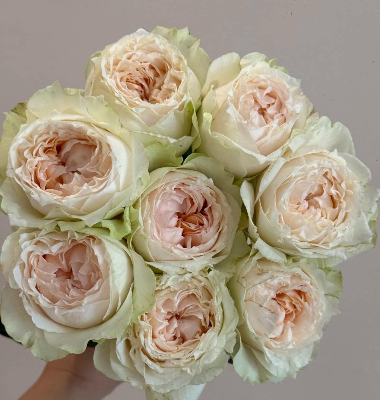 rose 'Victoria Bride' (维多利亚新娘) (1Gal+ Live Plant) Shrub Rose cut rose