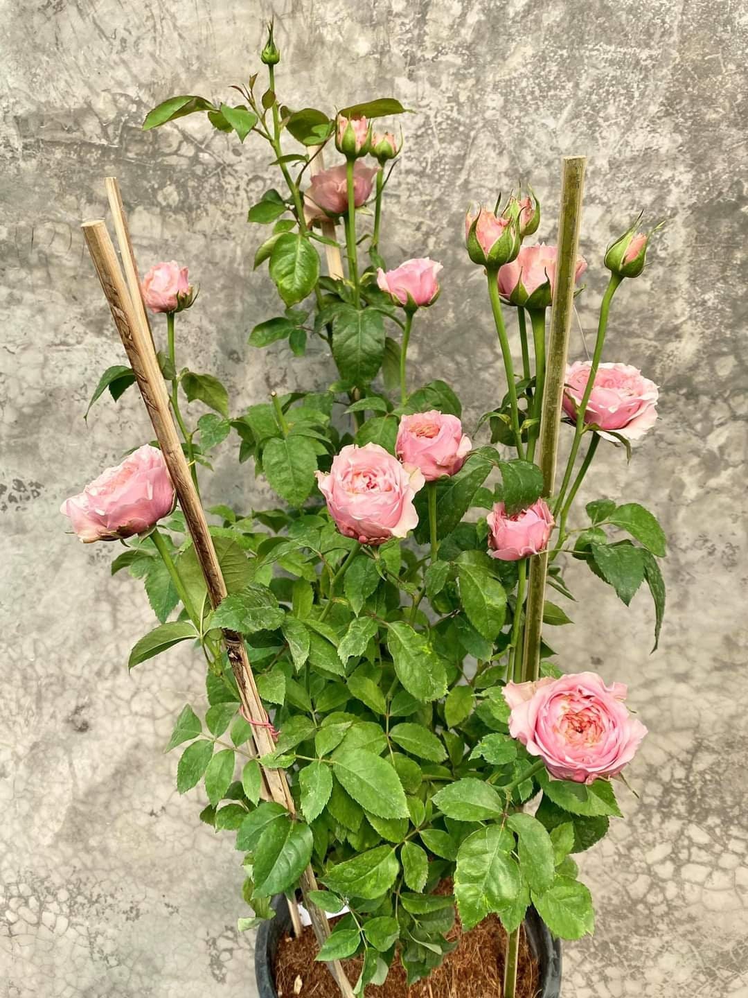 rose 'Victoria kisses' (维多利亚吻) (1Gal+ Live Plant) Shrub Rose cut rose