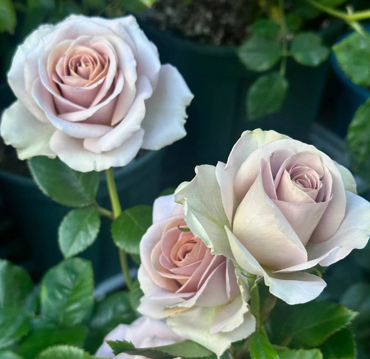 Rose 'Amnesia' (失忆) (1Gal+ Live Plant) Shrub Rose