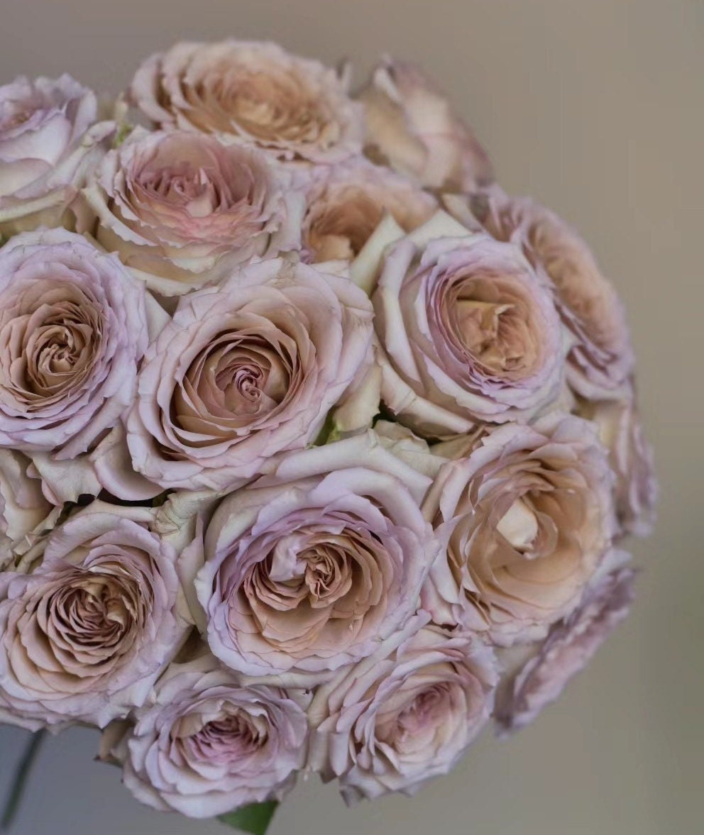 Rose 'Memoire' (回忆录) Large flowers, strong fragrance, disease resistance, cut flowers(1Gal+ Live Plant) Shrub Rose