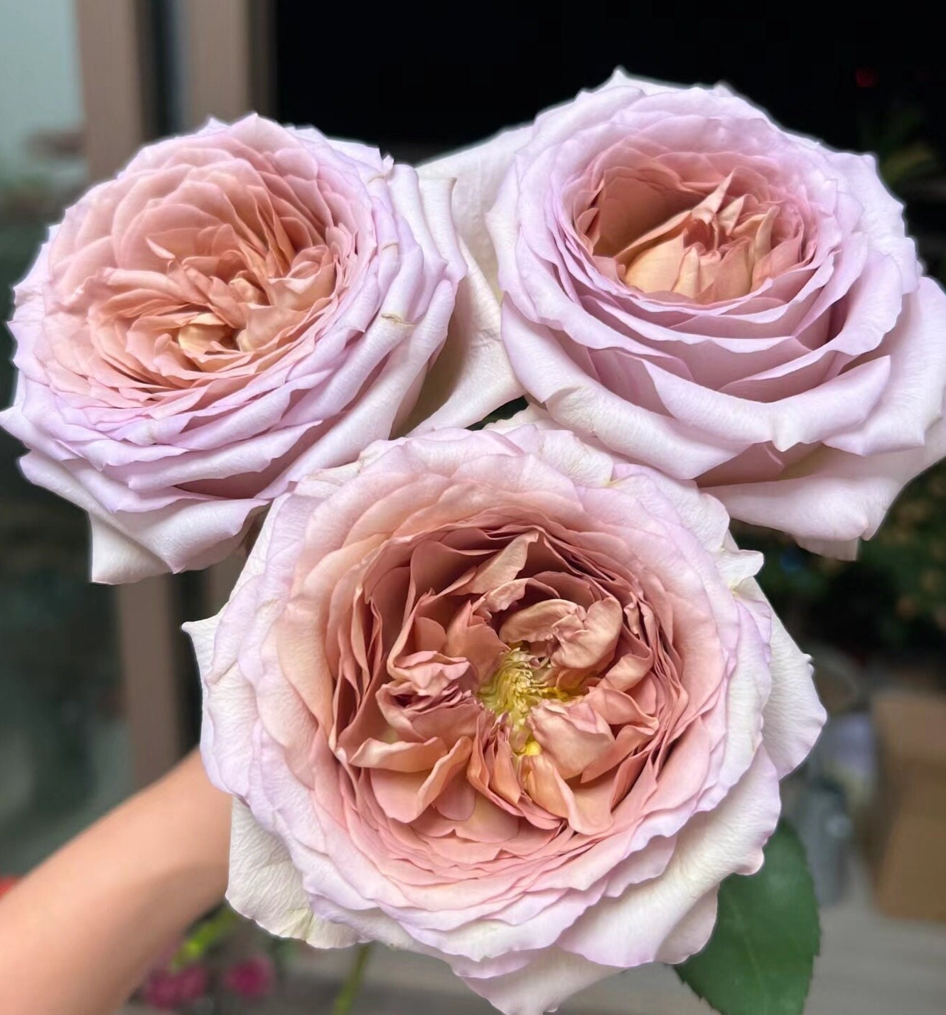 Rose 'Memoire' (回忆录) Large flowers, strong fragrance, disease resistance, cut flowers(1Gal+ Live Plant) Shrub Rose
