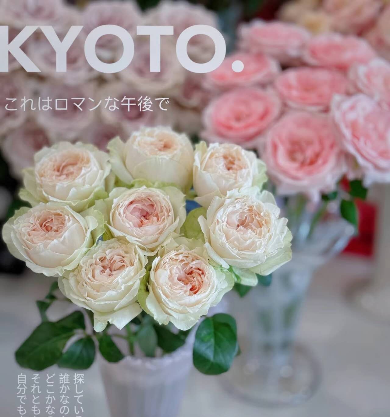 rose 'Victoria Bride' (维多利亚新娘) (1Gal+ Live Plant) Shrub Rose cut rose