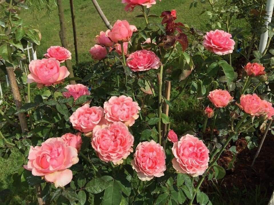 rose 'Victoria kisses' (维多利亚吻) (1Gal+ Live Plant) Shrub Rose cut rose